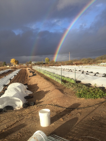 IMG_0060_rainbowoverfarm copy