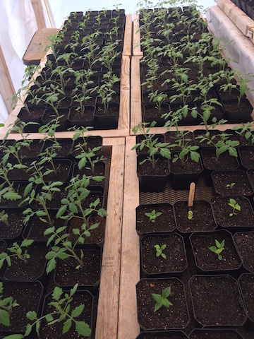 Tomato seedlings