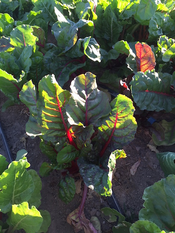 Rainbow Swiss chard