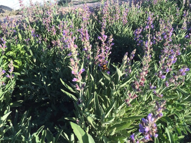 White sage blooming