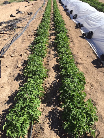 Colorado Rose potato plants