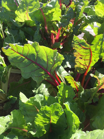 Rainbow Swiss chard