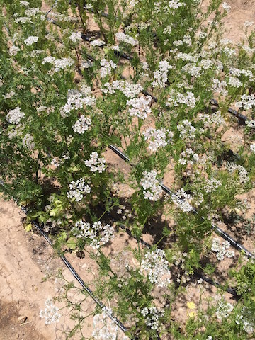 Cilantro flowers