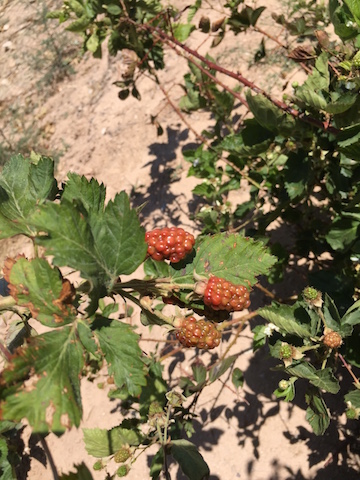 Rapidly ripening blackberries
