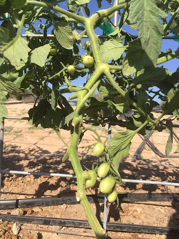 IMG_0417_tomatoes copy
