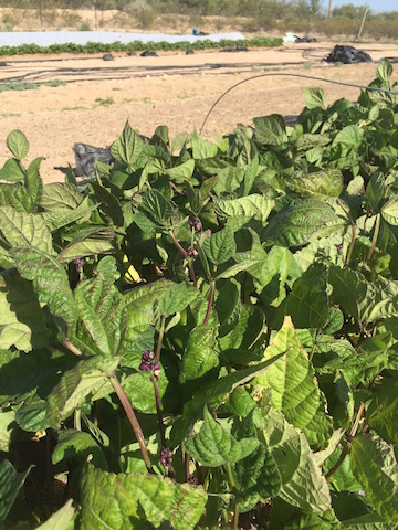 IMG_0418_beanbushesblooming copy