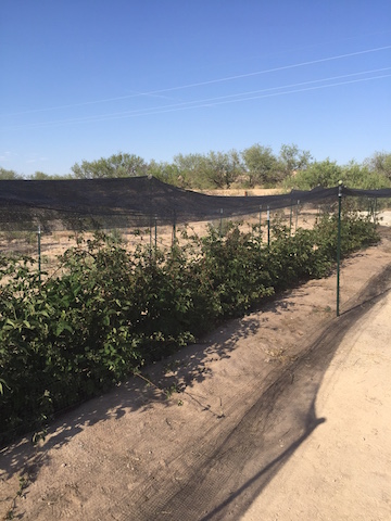 Blackberry shade and bird protection