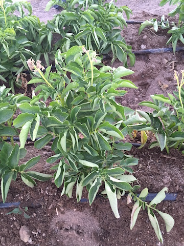 IMG_0429_potatoplantbeforeharvest copy