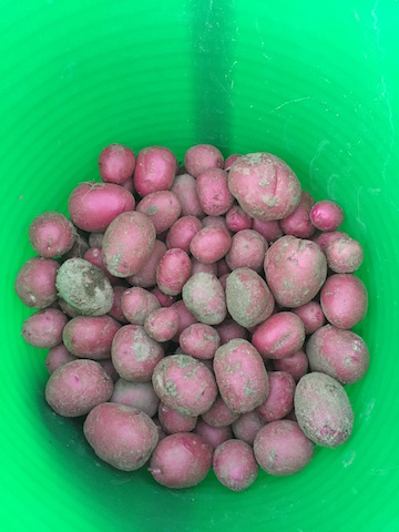 IMG_0433_babynewpotatoes copy