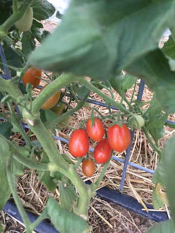 IMG_0457_plumtomatoes copy