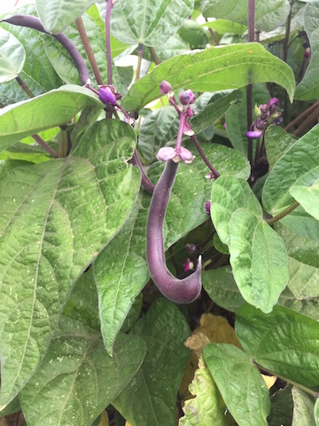 IMG_0458_purplebushbeans copy