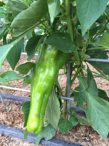 IMG_0459_cornoditorosweetpeppers copy