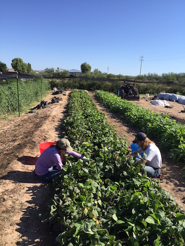 IMG_0491_SamandStevepickingpurplebeans copy