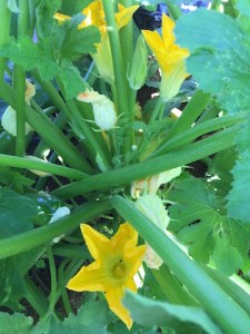 IMG_0492_Squashblossomsonthezucchiniplants copy