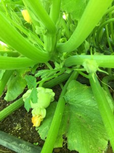 IMG_0493_Benningsgreentintsquash copy