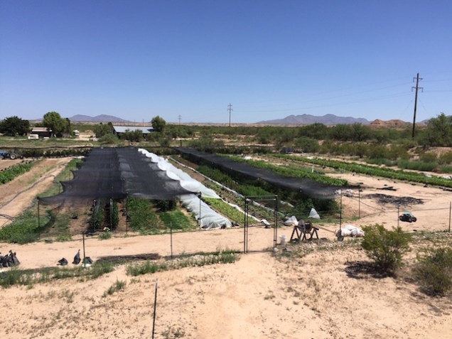 The Middle Terrace of our field