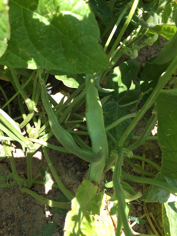 IMG_0623_Romanogreenbeans copy