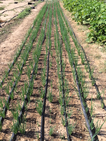 IMG_0624_NewbedofIitoi'sonions copy