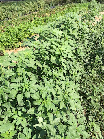 IMG_0625_ Amaranth copy