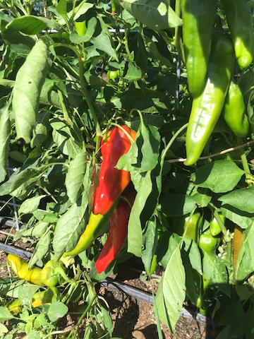 IMG_0631_cornoditoroitaliansweetpeppers copy