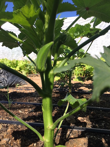 IMG_0632_babyokra copy