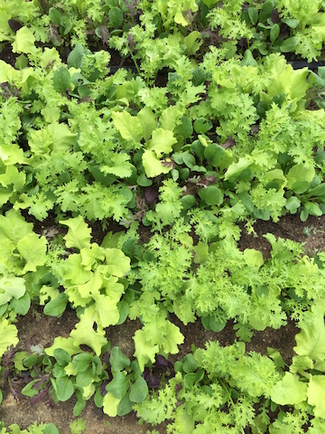 IMG_0659_saladmix copy