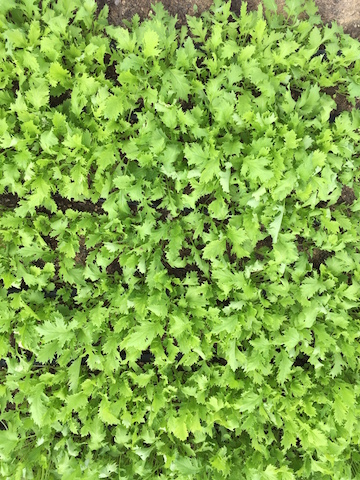 IMG_0660_mizuna copy