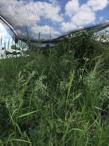 IMG_0661_theweeds copy