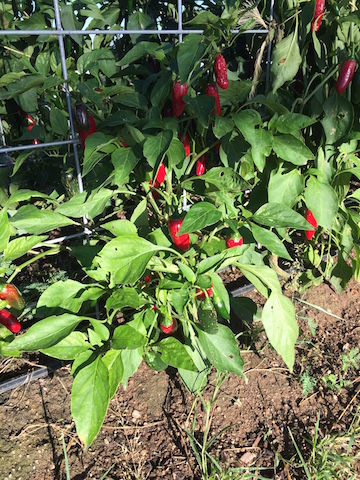 img_0762_ripejalapenos-copy