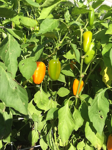 img_0765_lunchboxpeppers-copy