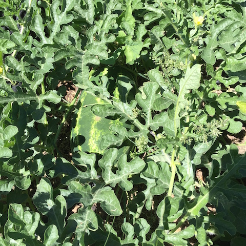 img_0782_watermelonhiding-copy