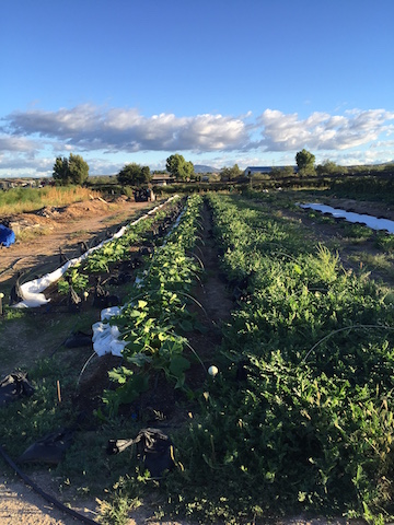 squash and watermelon beds
