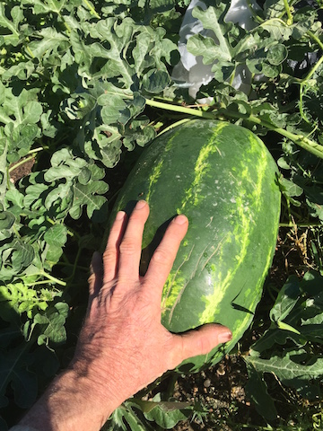 Okra plants full of blooms 
