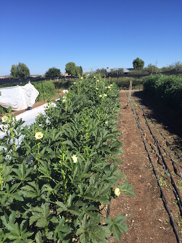 okra plants full of blooms 