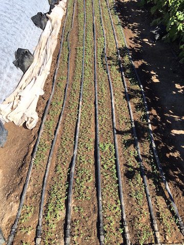 Newly sprouted ARUGULA !