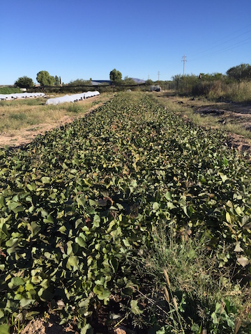 the sweet potato bed