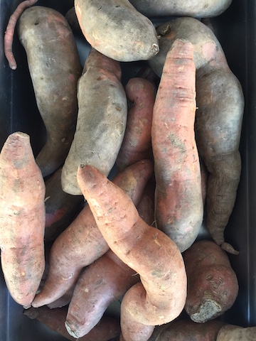 img_0949_sweetpotatoes-copy
