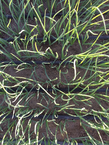 img_0952_scallions-copy