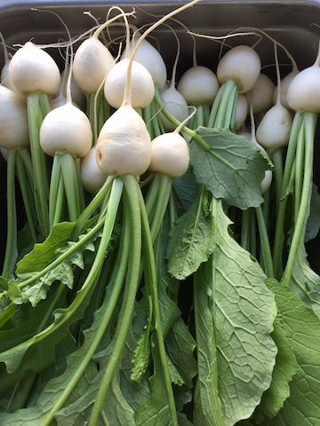 turnips-copy