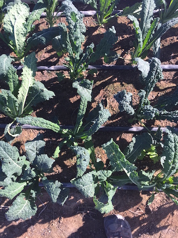 img_1060_lacinatokale-copy