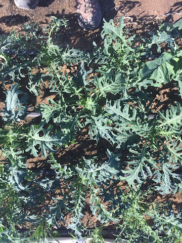 img_1061_-spigariello-copy