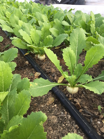 img_1077_hakurei-copy