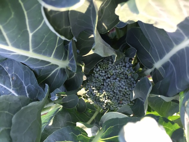 img_1078_broccoliheads-copy