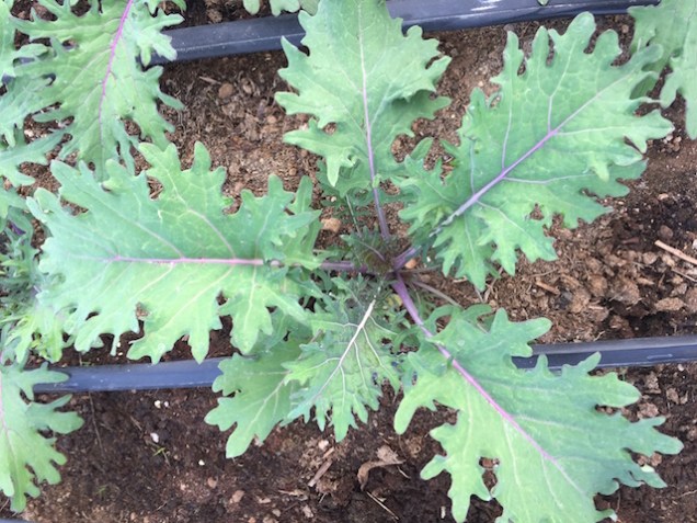 img_1079_redrussiankale-copy