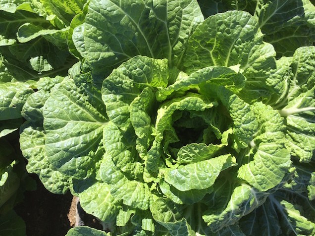 img_1115_napacabbage-copy