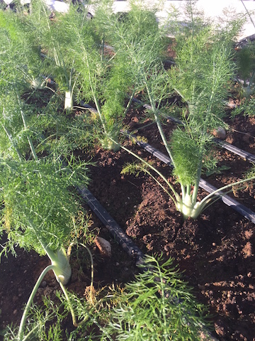 img_1130_fennel-copy