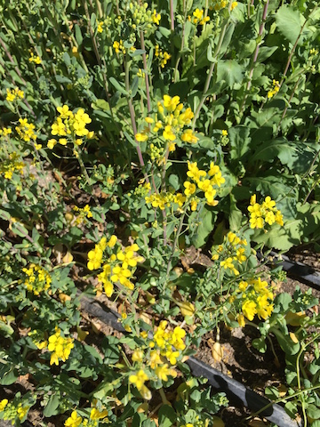 img_1150_tatsoiflowers-copy