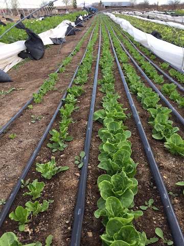 img_1165_babybabyromainelettuceheads-copy