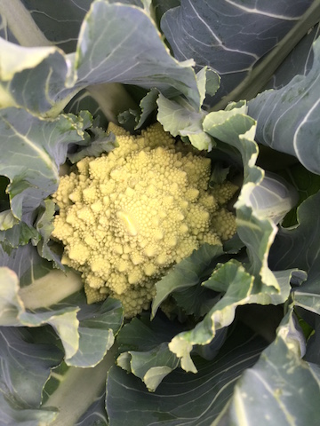 img_1166_romanescocauliflower-copy