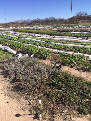 img_1177_middleterrace-copy